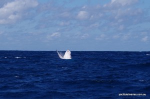 Why don't Whales warn us before Breaching?